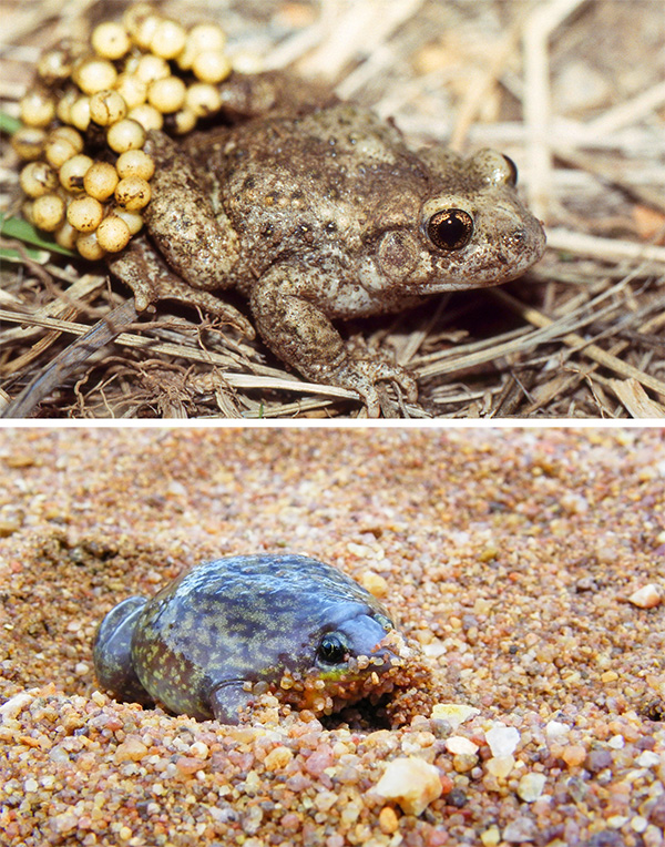 Midwife toad and marbled snout-burrower Photos of a toad with lots of eggs on his legs (top) and a frog in sand (bottom).