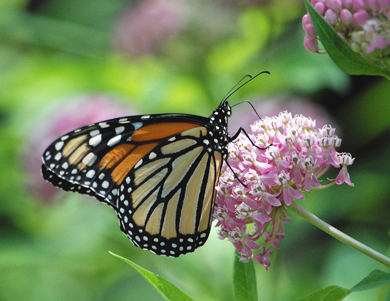 Monarch butterfly A monarch butterfly sits on a pink swamp milkweed blossom.