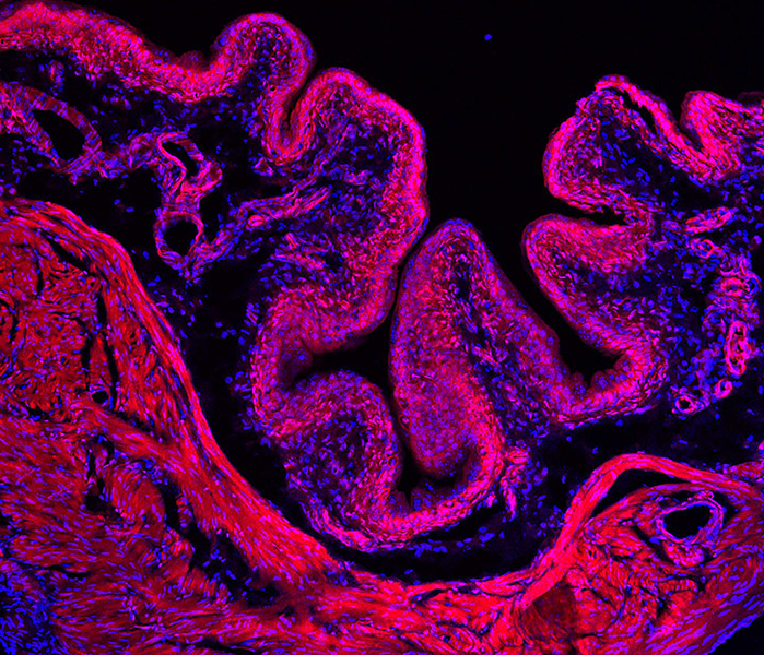An eminently stretchable tissue Cross-section of a mouse bladder