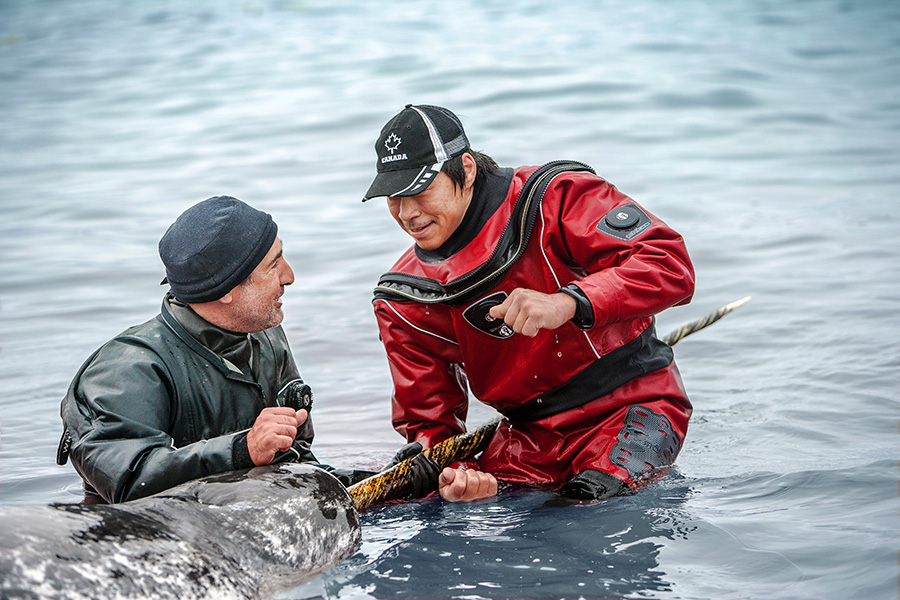 Narwhal capture and release Two men in the water, wearing heavy-duty wetsuits. They have captured a narwhal, whose head and tusk are shown in the shot.