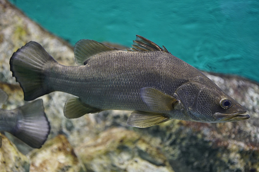 Nile perch Photograph of a Nile perch