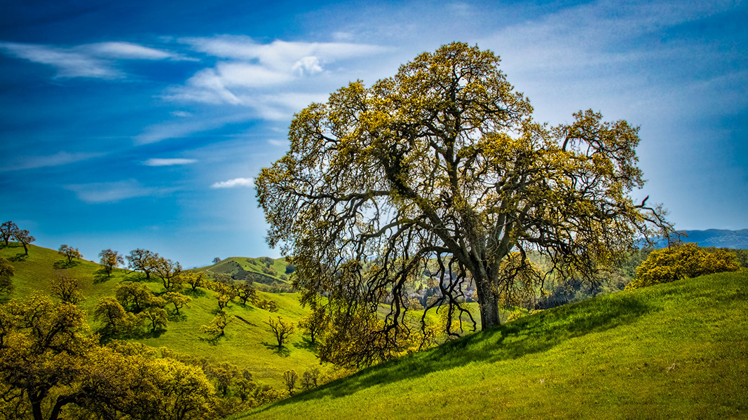 Oak tree A large oak tree in the green foothills of California’s Mount Diablo State Park