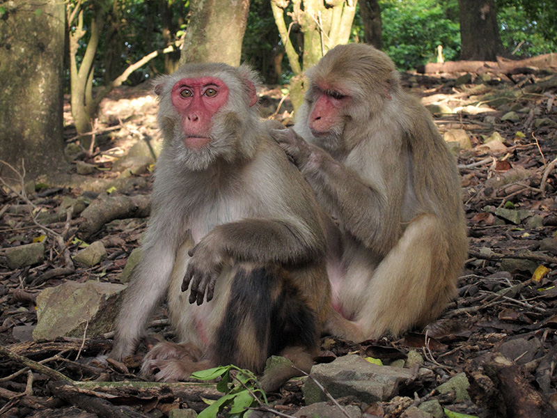 Old female macaques grooming Two old female monkeys. One is being groomed by the other.