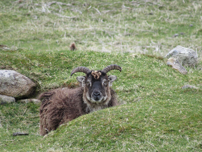 Old ewe Photo of a brown colored sheep with curved horns standing in green grass with a hummock in the foreground and a few rocks here and there.