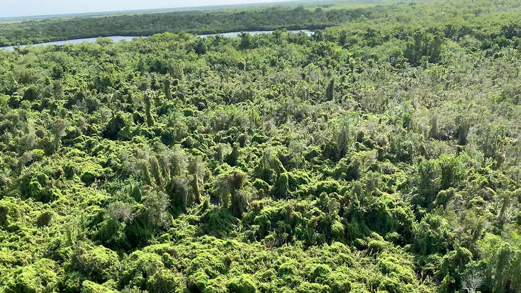 Old World Climbing Fern Aerial view of the Everglades showing vast swaths of trees covered with fern.