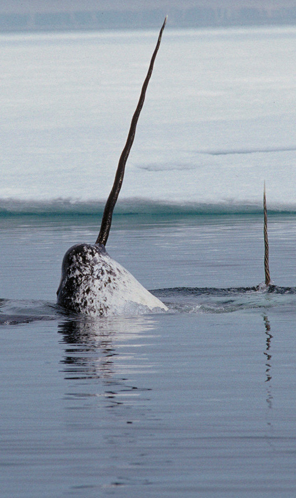 Narwhal tusk Photo of a narwhal in the water with its tusk pointed skyward.