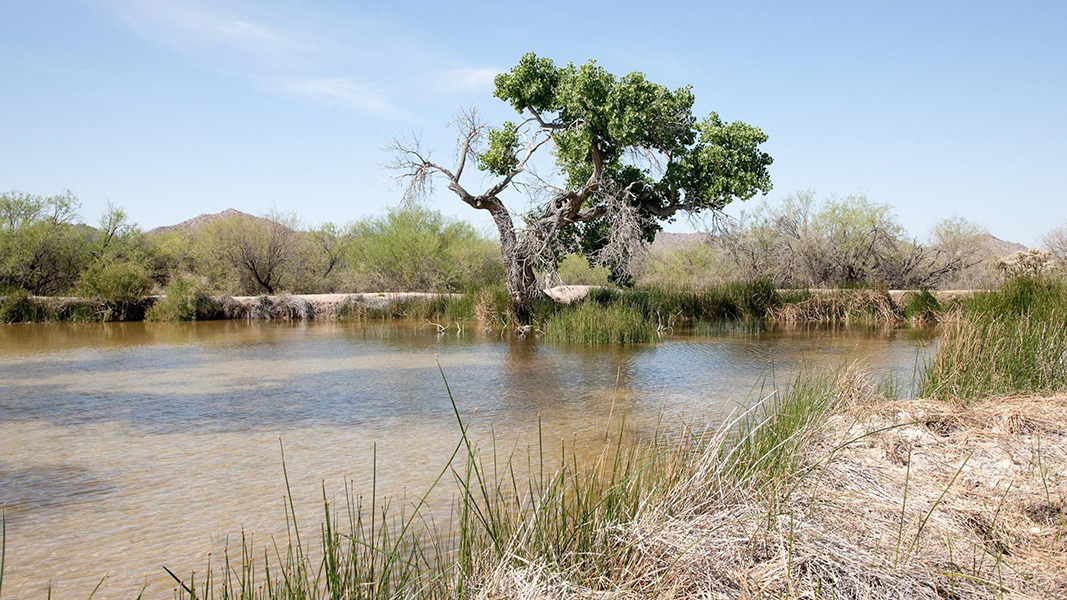 Quitobaquito The image shows a body of water surrounded by arid land. A tree stands out in the middle of the spring and mountains can be seen in the background.