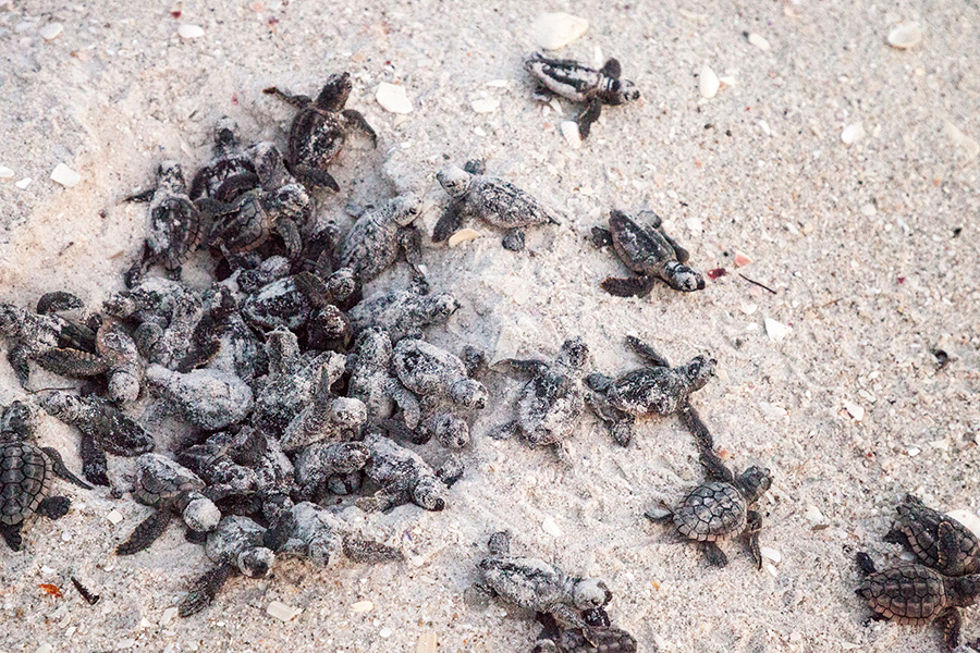 Sea turtles Photograph of newly hatched sea turtles emerging from a hole in the sand.
