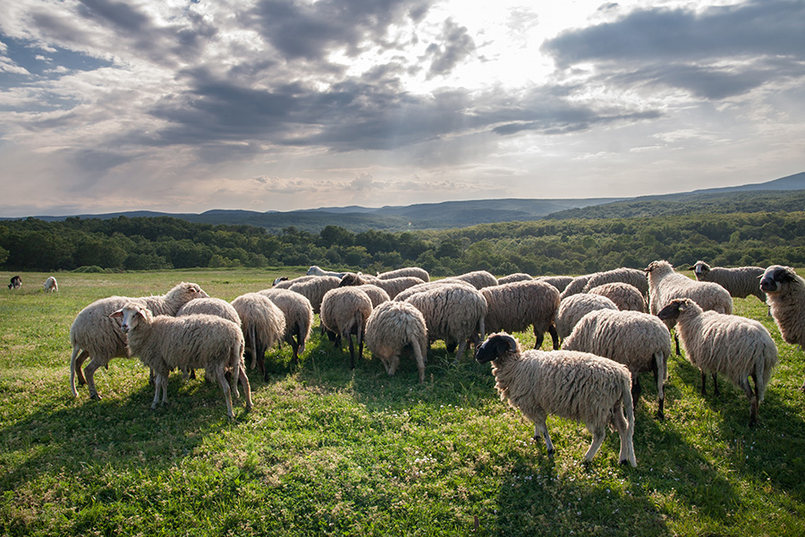 Sheep A flock of sheep grazes in a meadow