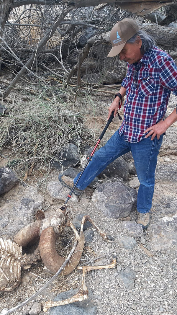 Remains of a bighorn sheep A man wearing jeans, a khaki baseball hat and a blue, red and white checked shirt examines the remains of a bighorn sheep.