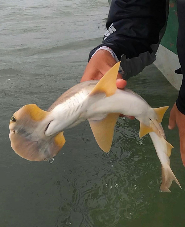 Sphyrna corona A small white shark, with yellow edges, is held above the water. It is a specimen of Sphyrna corona.