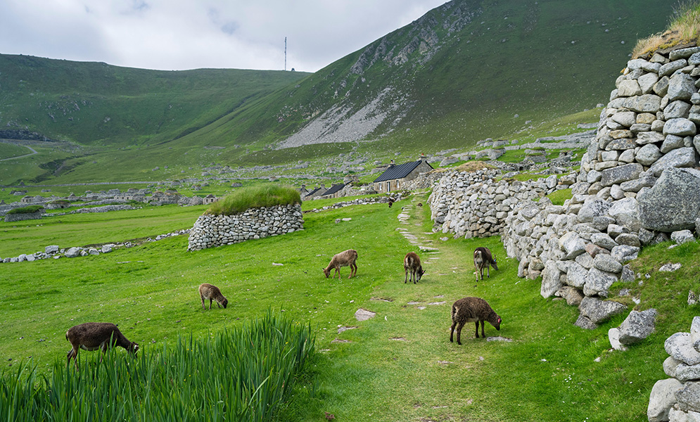 Island of Hirta Green grass-covered valleys and hills, stone walls and buildings — and grazing Soay sheep.