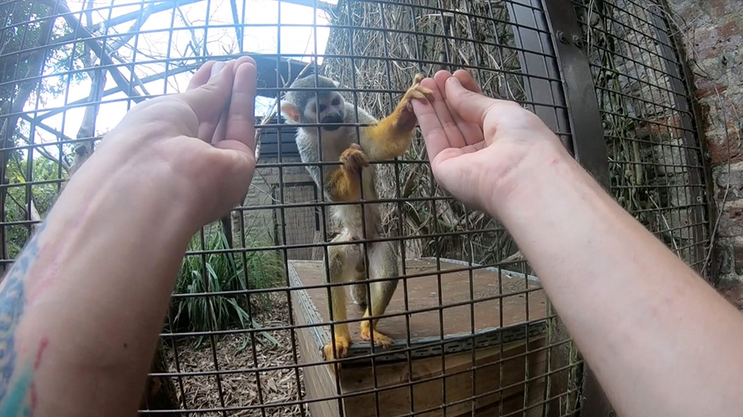 Magic for monkeys A monkey in a cage reaches toward one of two outstretched hands that are both closed as if they hold an object.