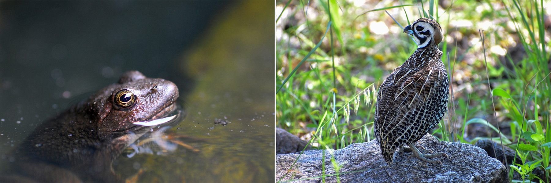 Frog and quail One photo shows a frog in a puddle and the other shows a bird perched on a rock.