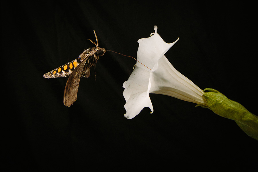 Tobacco hornworm moth Photo of a tobacco hornworm moth in flight approaching a large, white, trumpet-shaped flower. The background is dark.