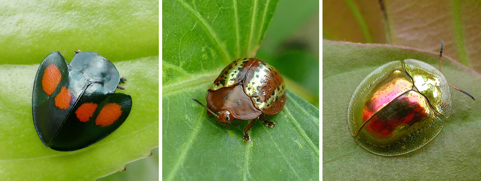 Tortoise beetles Three photos show small, round, flying insects perched on green leaves.