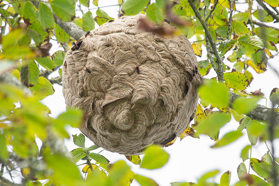 Hornet nest A photo shows a large, cardboard-colored nest hanging from the limb of a tree. A few large hornets crawl from an opening on the side.