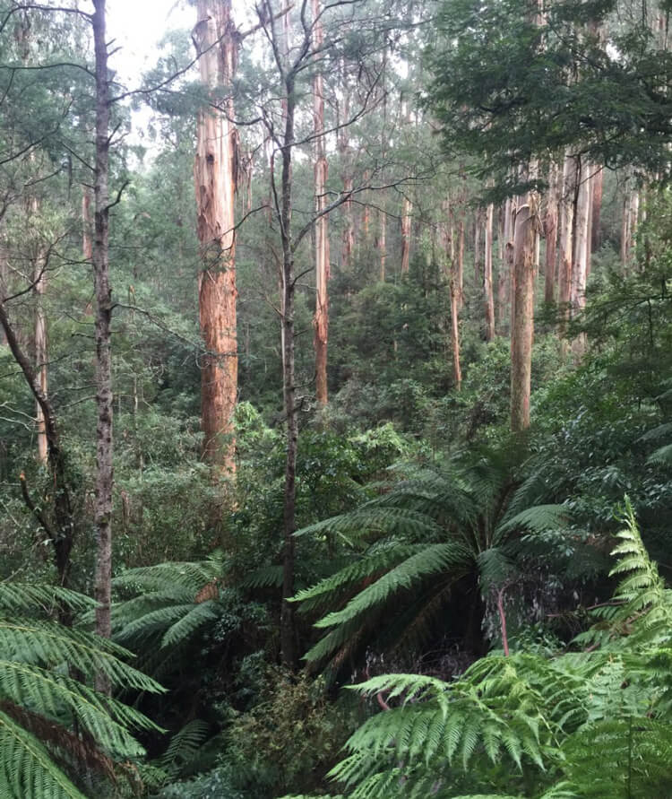 Wet eucalypt forest Photograph of a lush forest