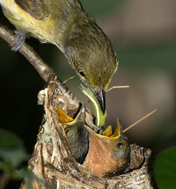 White-eyed vireo A bird with a grey head and white-and-yellow underparts feeds a caterpillar to two nestlings.