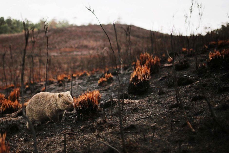 Wombat Photograph of a blackened, burned slope. A wombat is seen on the left side of the photograph.