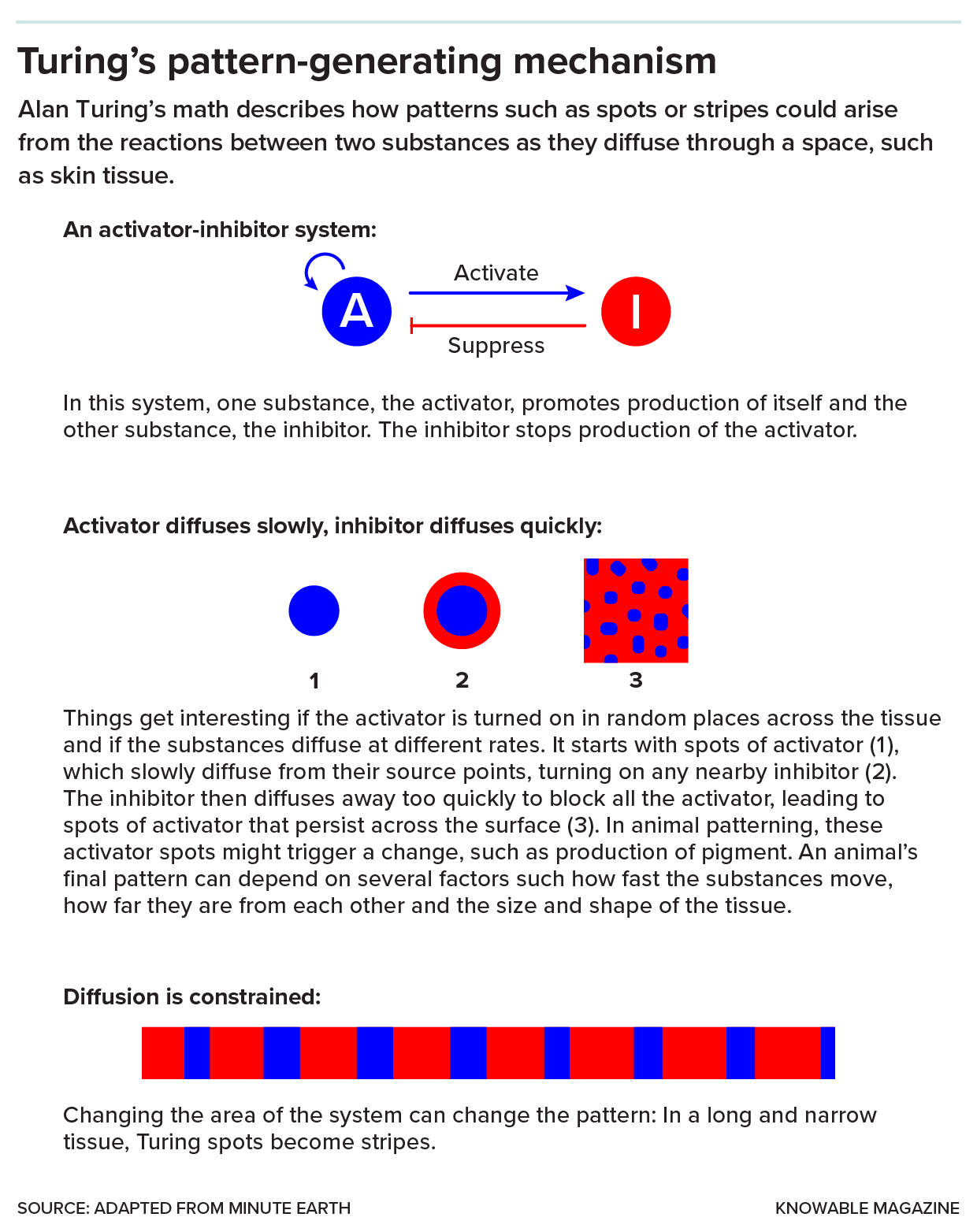 Turing’s pattern-generating mechanism A diagram illustrates how Activators and Inhibitors interact to create spots or stripes.