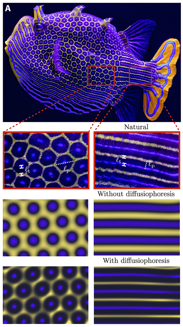 Modeling nature A diagram shows a zoom in on the pattern from a real boxfish compared to the blurrier patterns generated by computer modeling.