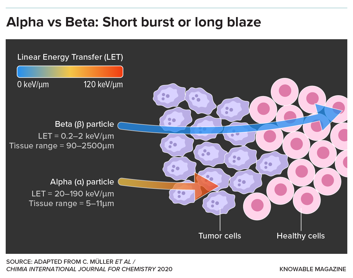 Alpha and beta particles A graphic compares the properties of alpha and beta particles in cancer-killing therapies. Among other things, it shows beta particles traveling beyond the tumor into healthy tissue, whereas the alpha particles don’t journey as far.