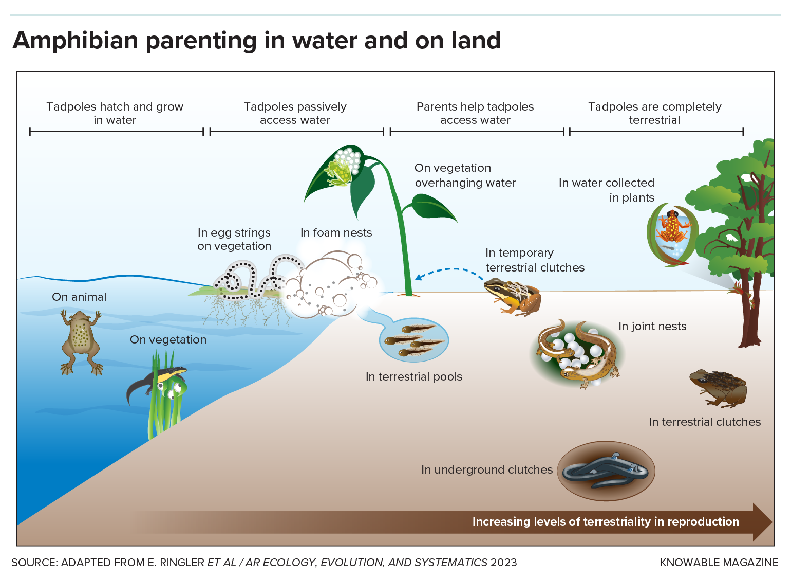 Amphibian parenting, water or land Graphic depicts amphibian parenting behavior. Examples: In water, tadpoles can be carried on parents, cared for on vegetation or in foam nests. On land, they may be cared for in small pools, joint nests or overground/underground clutches.