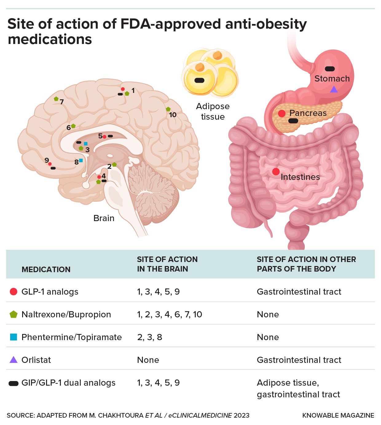 Anti-obesity drug targets Graphic shows the sites of action in the body of FDA-approved anti-obesity drugs.