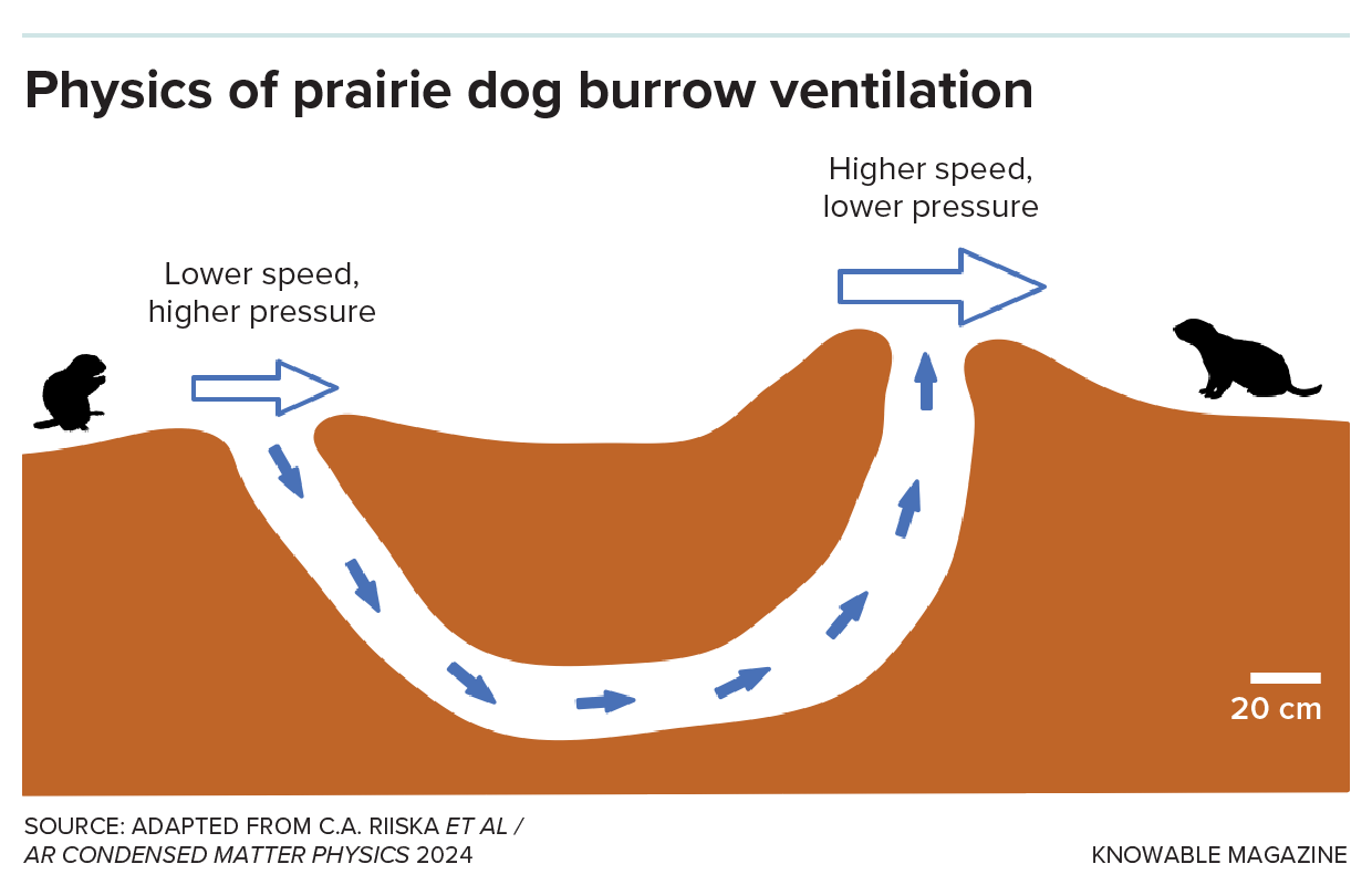 Physics of prairie dog burrow ventilation Graphic shows an underground burrow with one lower entrance, where air moves slower and air pressure is higher, and a higher entrance, where air moves faster and air pressure is lower. The difference powers a flow of air through the burrow.