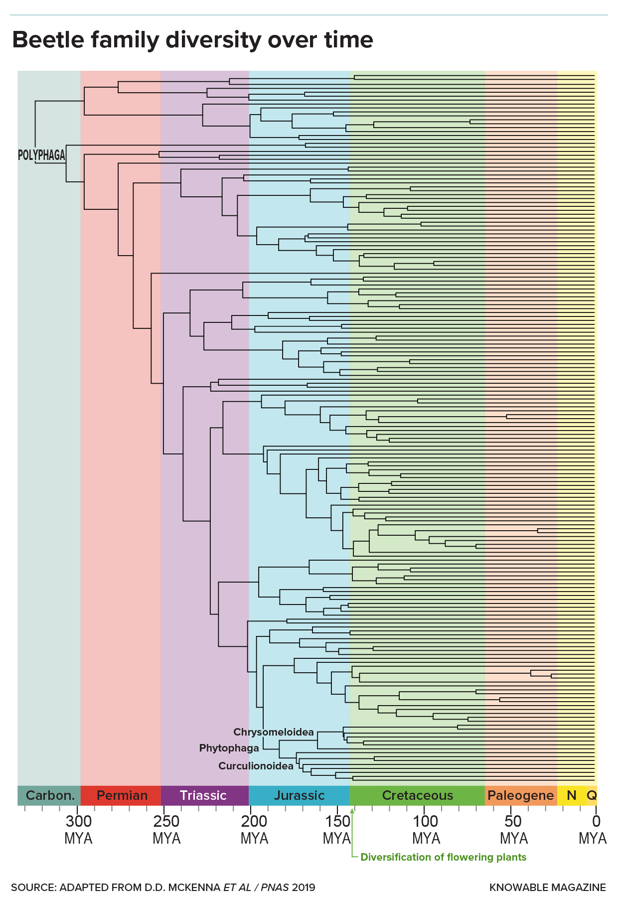 Beetle family tree Graphic shows a family tree of beetle evolution over the last 350 million years. Beetle families branched into different groups, with an increasing density of branches developing with the spread of flowering plants.