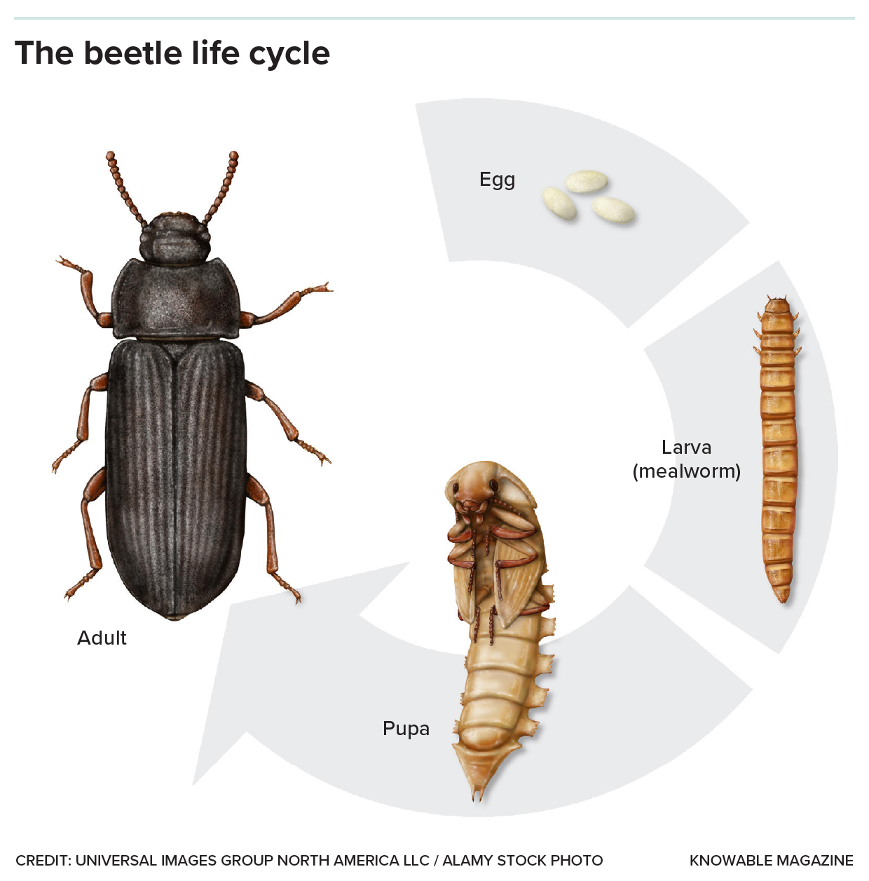 The beetle life cycle Graphic shows the four main forms beetles take as they age from a small egg to a mealworm to a larger, segmented pupa and finally to a fully grown insect with a tough exoskeleton.