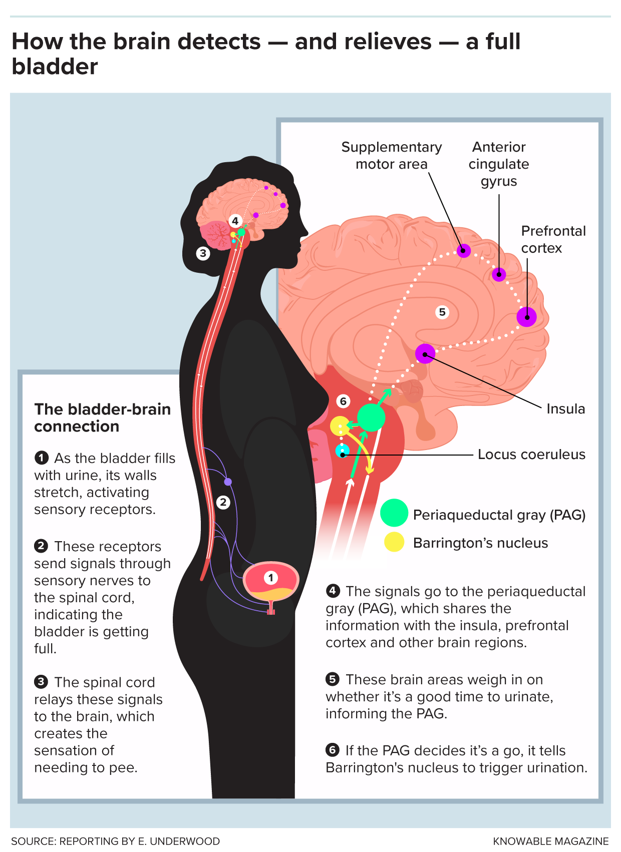 What it takes to pee on cue Illustration: A six-step diagram showing how sensations of fullness travel up the spinal cord from the bladder to the brainstem and higher brain regions. Collectively, these regions tell the brain’s urinary control center, Barrington’s nucleus, that we’re in a safe and appropriate place to pee, allowing us to release urine on cue.