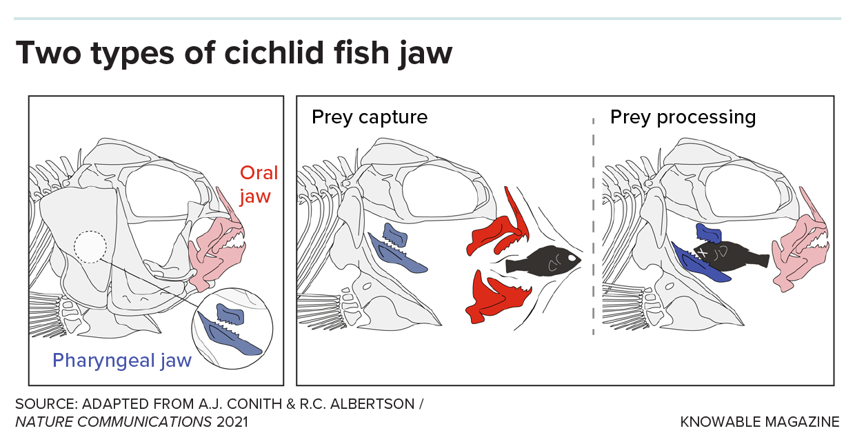 Cichlid fish jaws A diagram shows the oral and pharygeal jaws of cichlid fishes