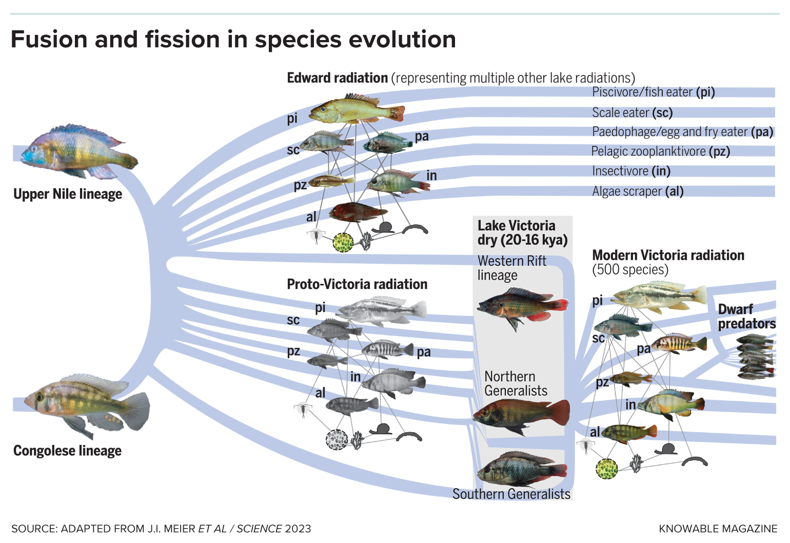 Fusion and fission in species evolution Graphic shows two hybridization events that fueled the radiation of Lake Victoria Region Superflock cichlid fishes.