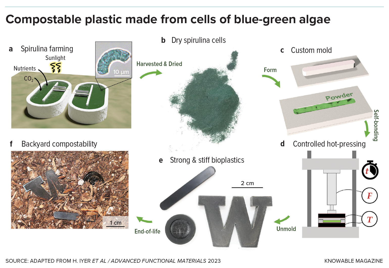 Spirulina A graphic shows the steps involved in making a bioplastic from spirulina cells.