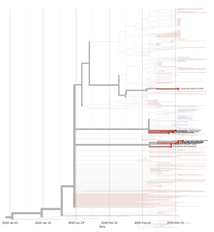 Covid-19 in Canada A portion of the SARS-CoV-2 virus evolutionary tree zooms in on samples isolated in Ontario, Canada
