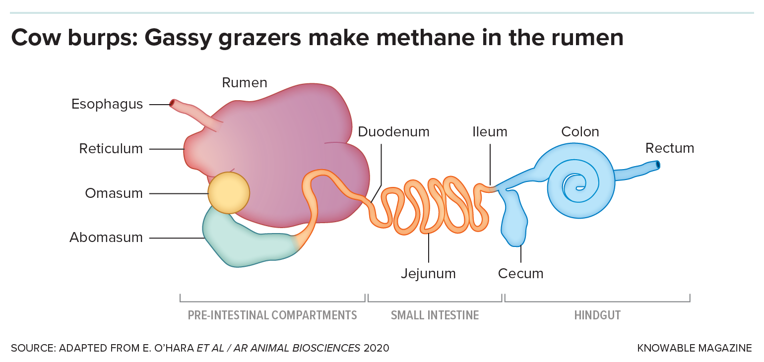 Rumen A diagram of the digestive system of a cow, showing its four stomachs