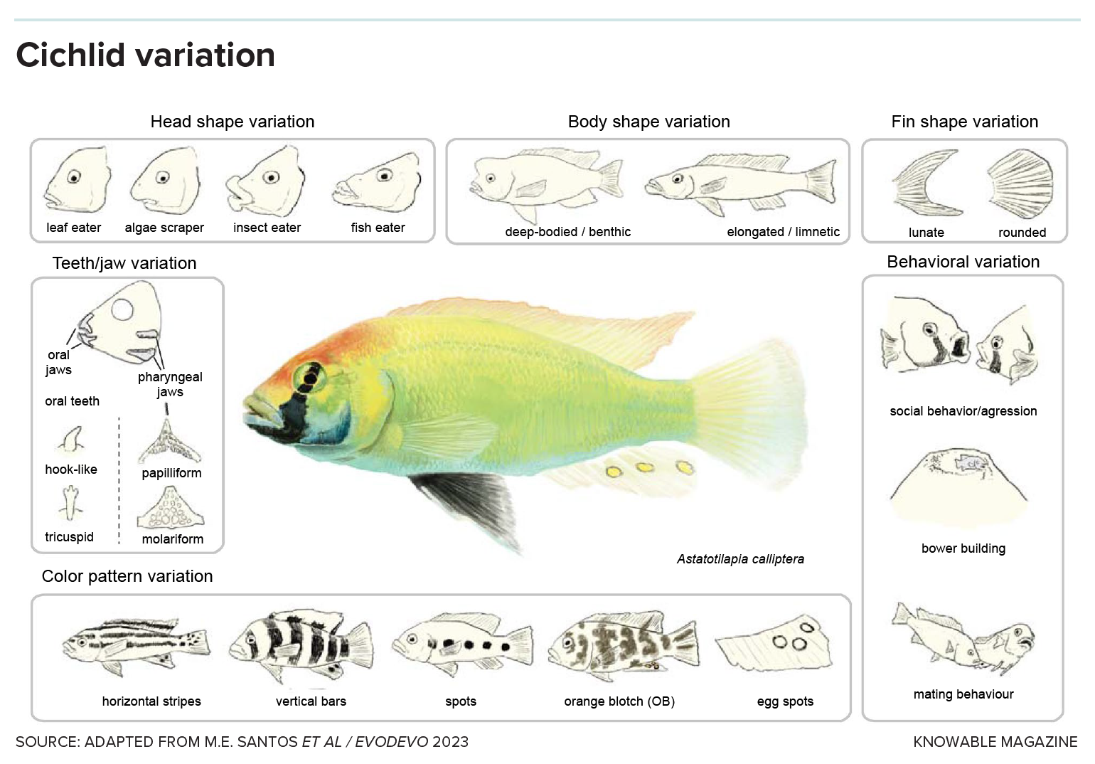 Cichlid variation Graphic shows a range of different body shapes and body patterns that different cichlid species have.
