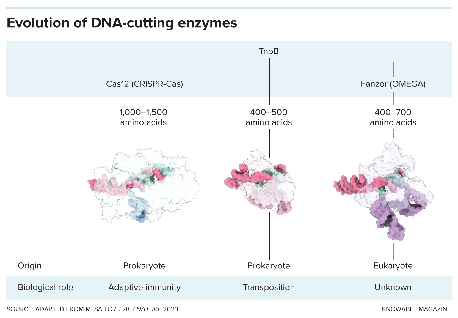Evolution of DNA-cutting enzymes A three-part family tree shows how TnpB evolved into CRISPR-Cas and Fanzor gene-altering systems.