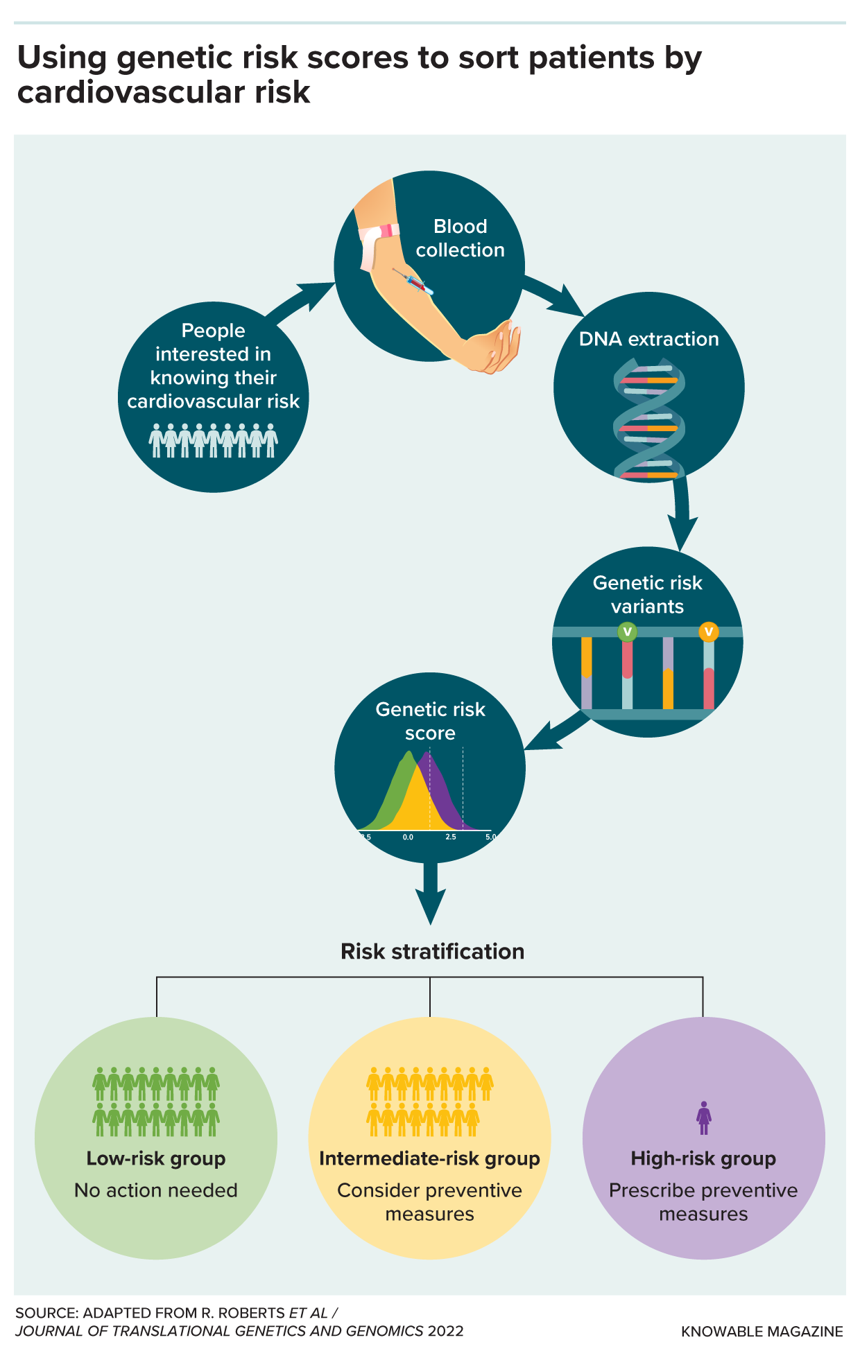 Cardiovascular risk scores Diagram describes polygenic risk scores for cardiovascular disease in a group of patients. Icons show three results: a low-risk group with no action needed, an intermediate risk group that might consider preventive measures, and a minority in a high-risk group that will likely be prescribed preventive measures.