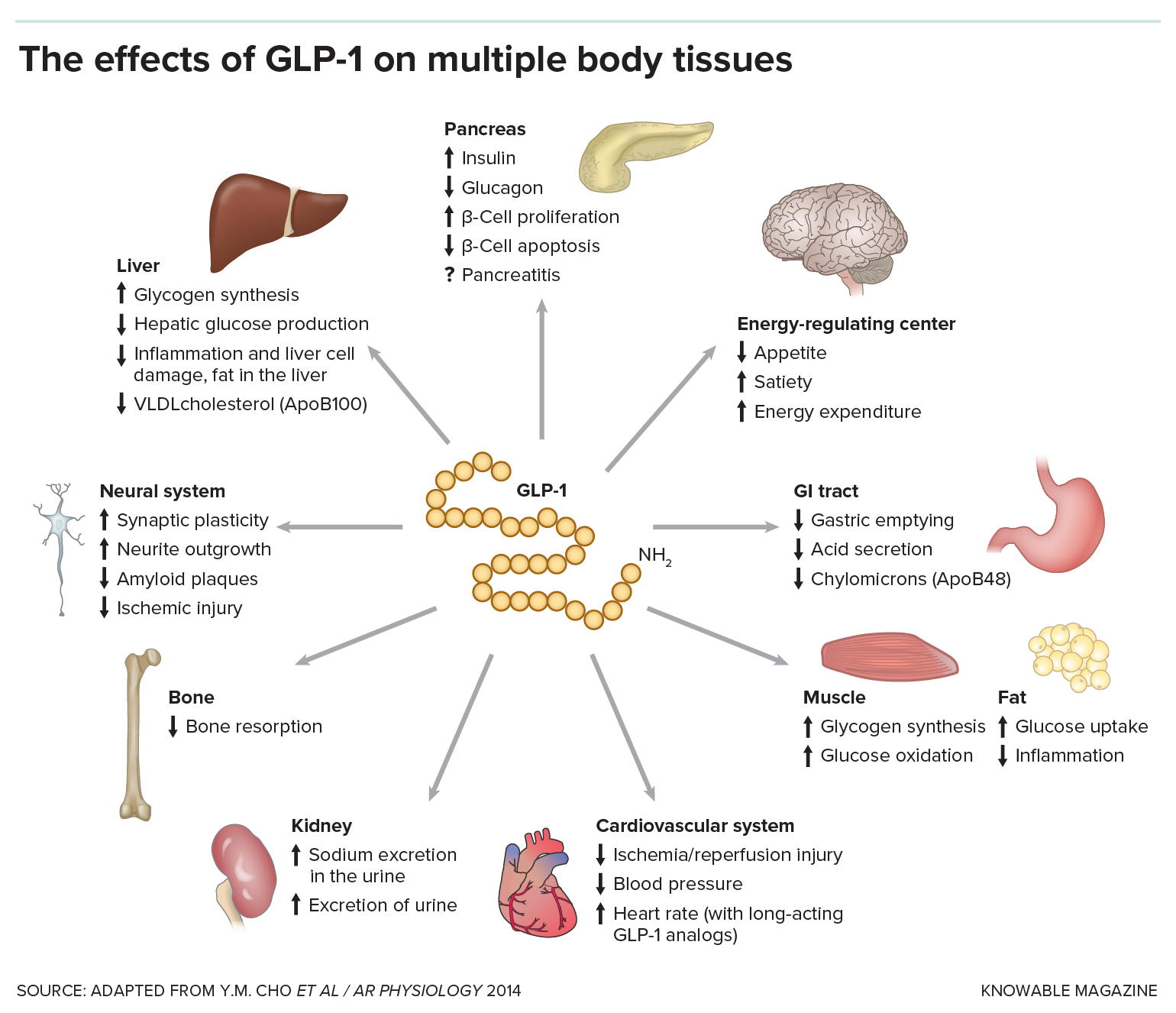 GLP-1 in the body Graphic showing the various functions of GLP-1 in the body, including acting on the pancreas, stomach, gastrointestinal tract, kidneys, bones, heart, liver, muscle and adipose tissues, the energy regulating center of the brain and the neural system.