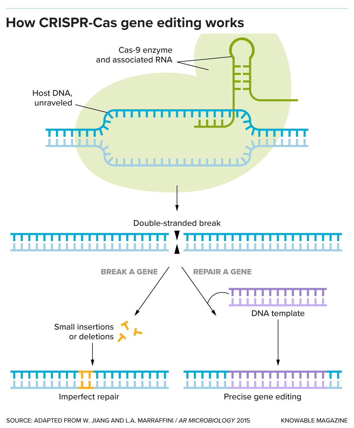How CRISPR/Cas gene editing works A diagram illustrates how the Cas9 enzyme uses RNA to bind to a section of the DNA genome and break it, after which the cell either repairs the break imperfectly or copies new information from a DNA template.