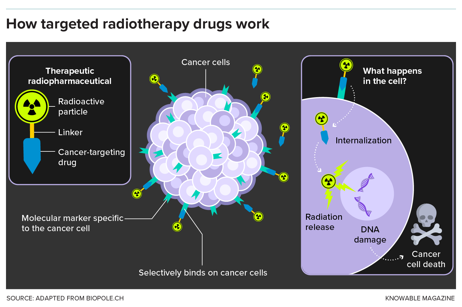 How targeted radiotherapy drugs work A graphic describes how radioligand therapy works. It shows the therapeutic radiopharmaceutical — one end targets the cancer cell, the other end has a radioactive particle attached. The radioactive drug docks onto cancer cells, enters them and kills them with radiation.
