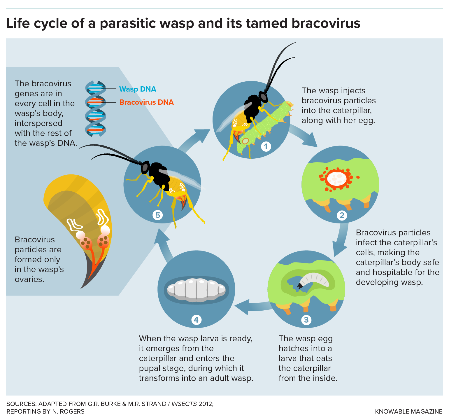 Wasp and bracovirus life cycle Graphic shows the key steps in the life cycle of a parasitic wasp that harbors a tamed bracovirus.