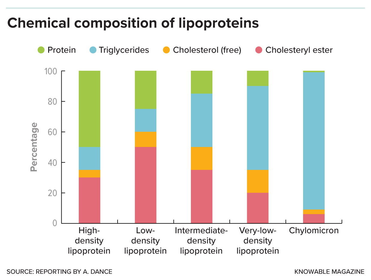 Chemical composition of lipoproteins Bar graph shows composition of lipoproteins, with HDL containing mostly protein, LDL and chylomicrons containing mostly fat (triglycerides), and IDL particles containing lots of cholesterol and cholesteryl esters.
