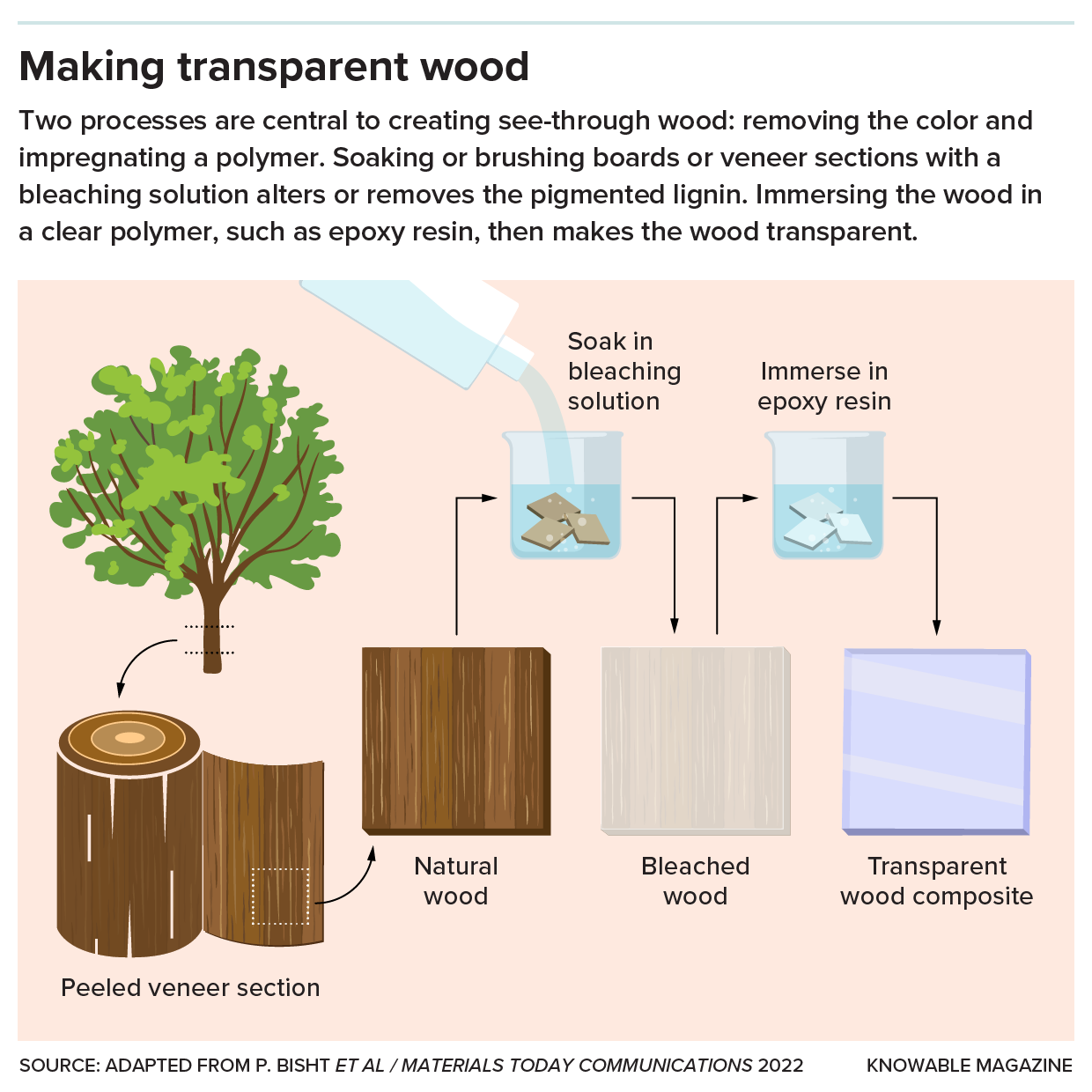 Making transparent wood Graphic shows the steps for making transparent wood