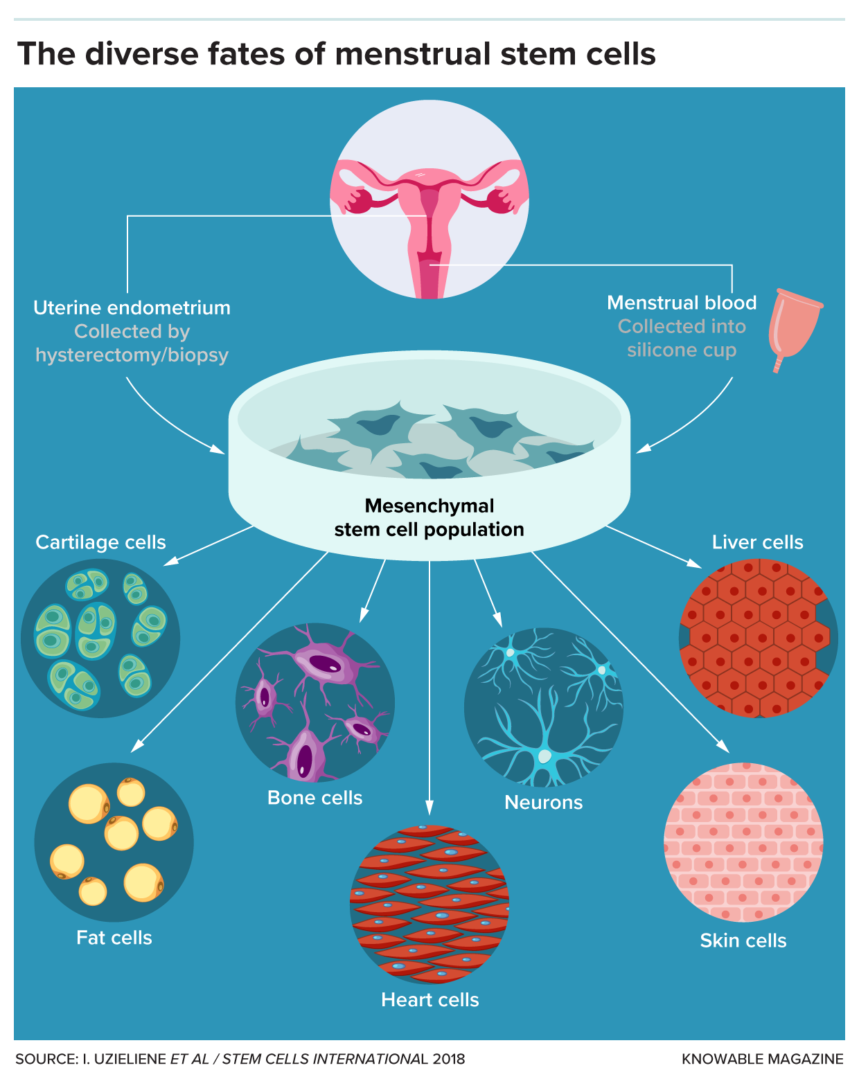 Menstrual stem cell fates Diagram of different cell types that can arise from menstrual stem cells.