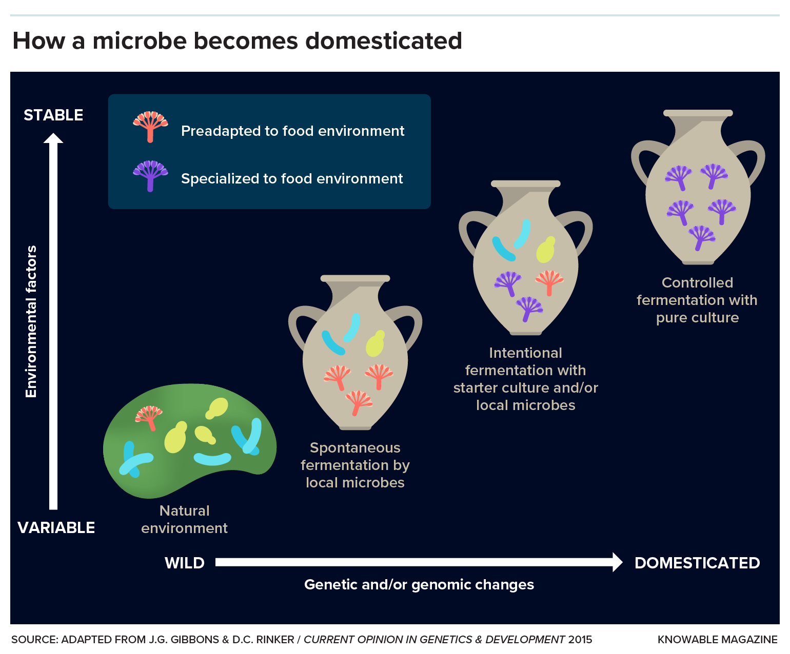 Microbe domestication Graphic shows a diverse group of microbes in the wild; the group eventually becomes a monoculture during domestication.