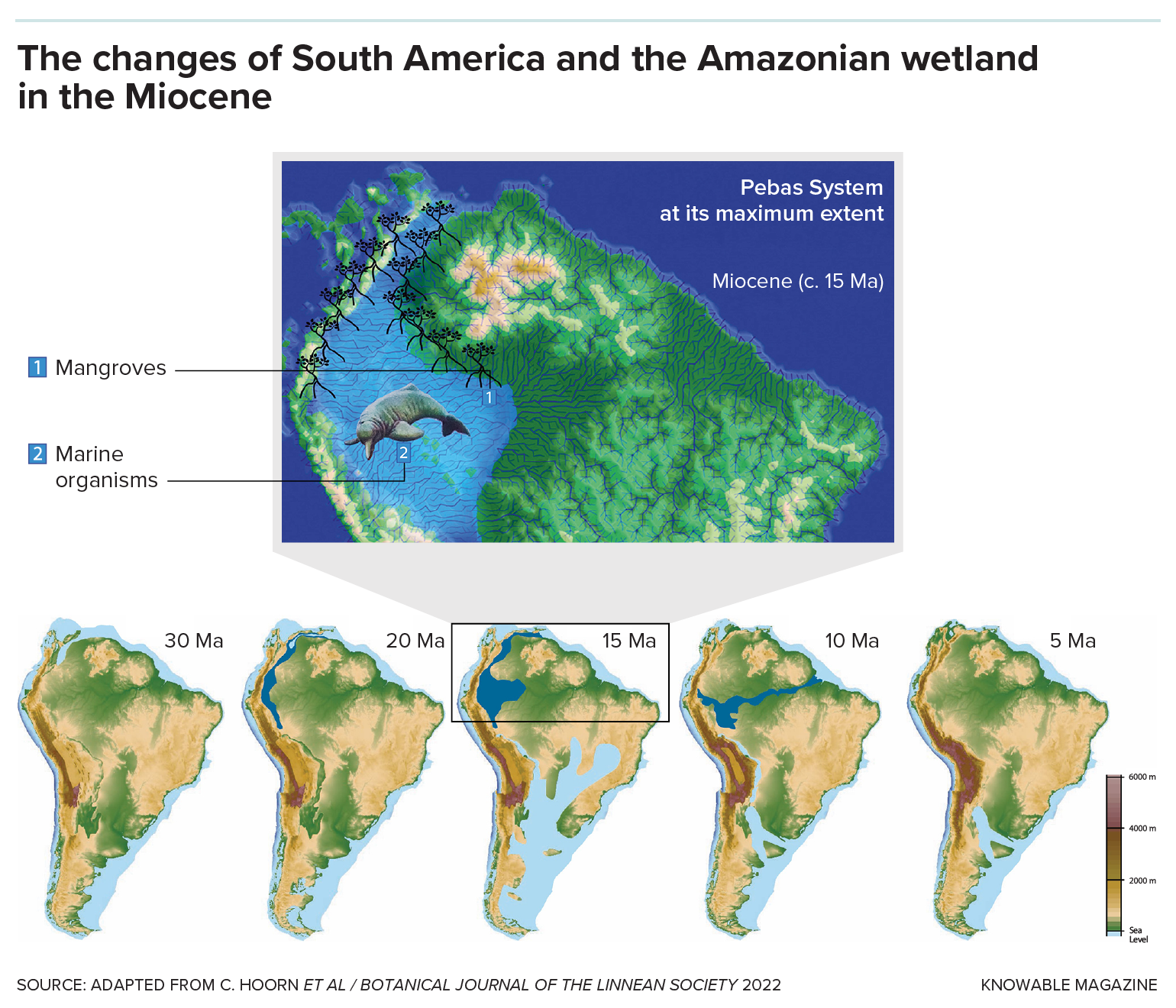 Paleogeographic reconstruction of South America in the Miocene Top graphic depicts the Pebas System at its maximum extent during the high sea level of the mid-Miocene. Below, several maps of South America show the evolution of the continent, with the uplift of the Andes and the creation of the Amazon basin in a period from 30 million years ago to 5 million years ago.